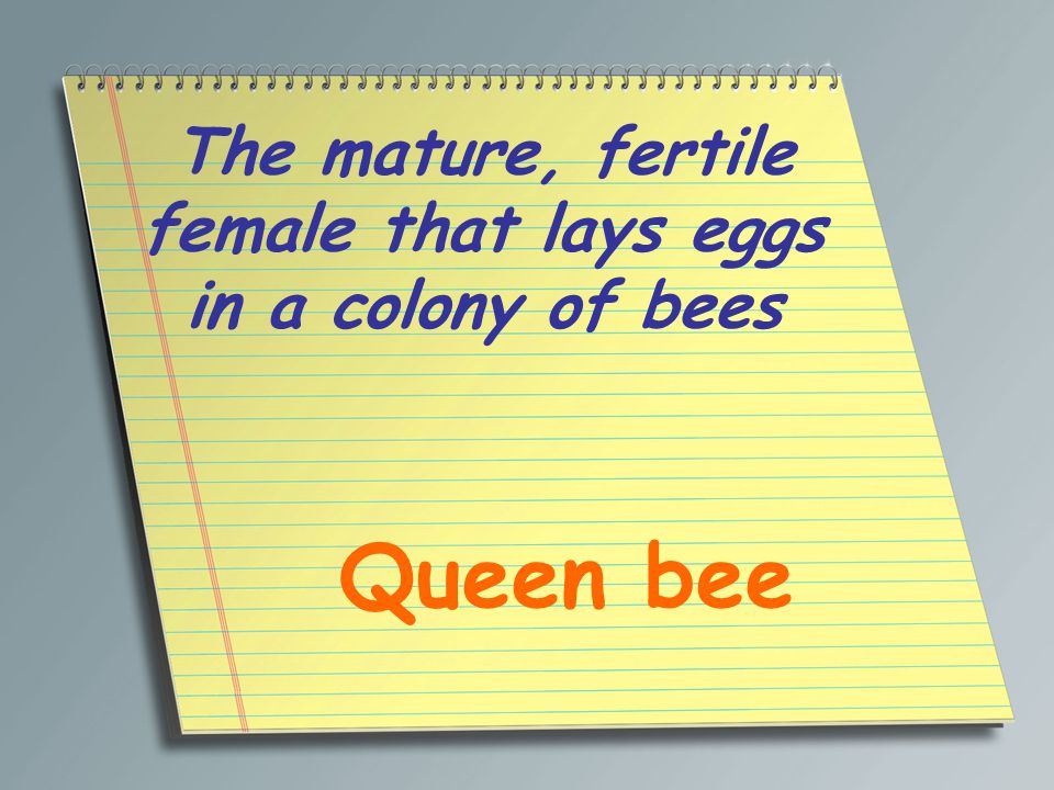The mature, fertile female that lays eggs in a colony of bees Queen bee