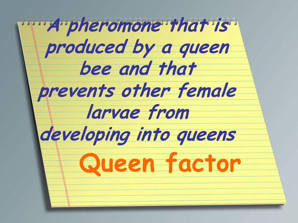 A pheromone that is produced by a queen bee and that prevents other female larvae from developing into queens Queen factor