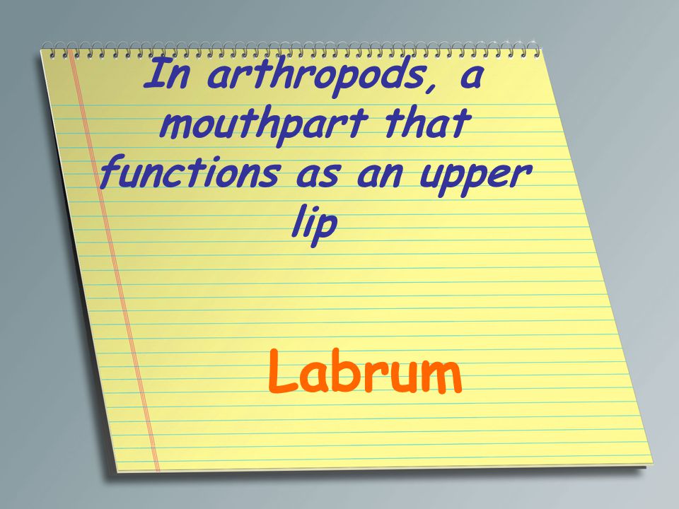 In arthropods, a mouthpart that functions as an upper lip Labrum