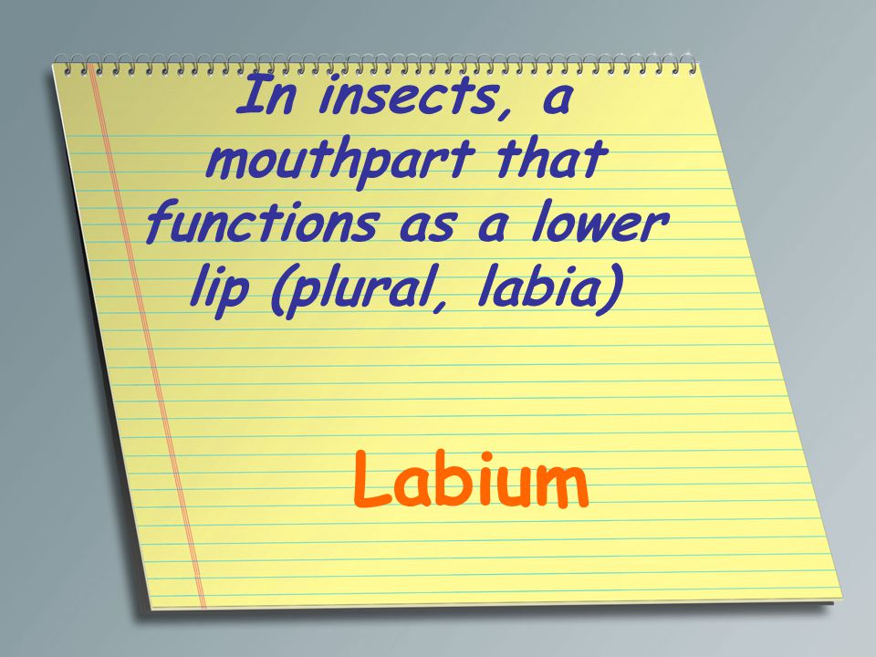 In insects, a mouthpart that functions as a lower lip (plural, labia) Labium