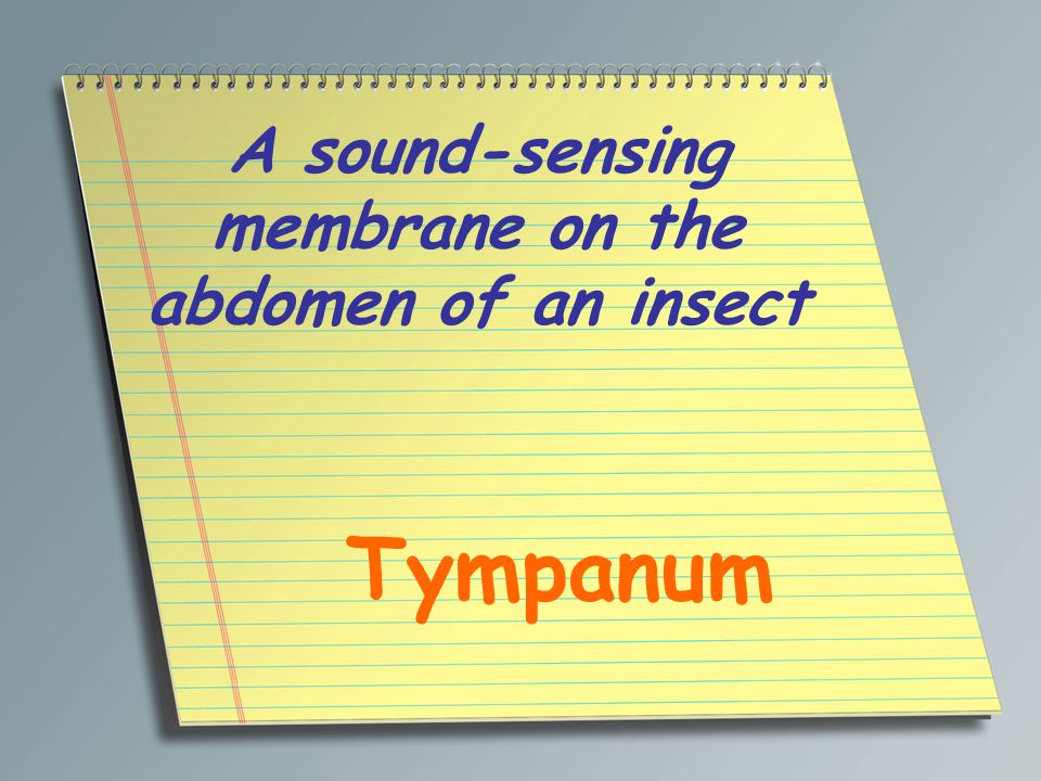 A sound-sensing membrane on the abdomen of an insect Tympanum