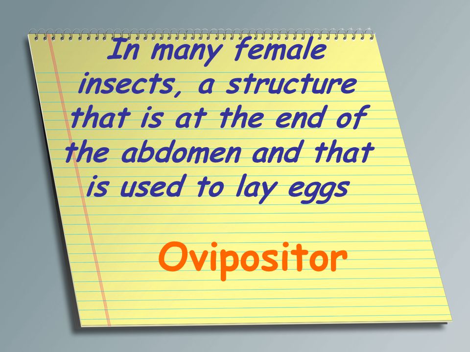 In many female insects, a structure that is at the end of the abdomen and that is used to lay eggs Ovipositor