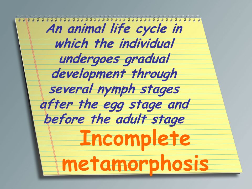 An animal life cycle in which the individual undergoes gradual development through several nymph stages after the egg stage and before the adult stage Incomplete metamorphosis