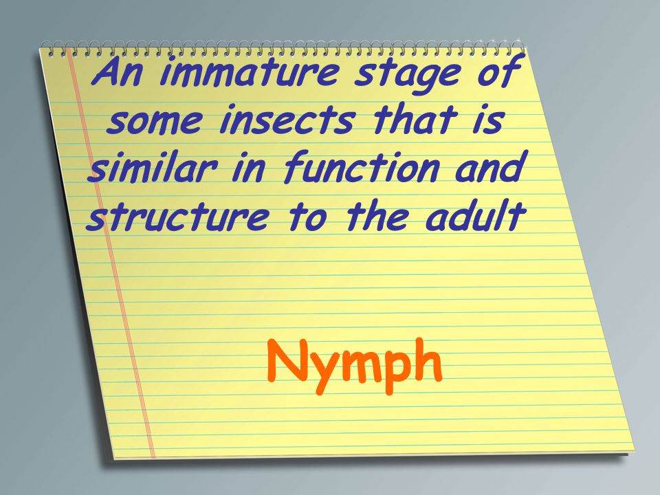 An immature stage of some insects that is similar in function and structure to the adult Nymph
