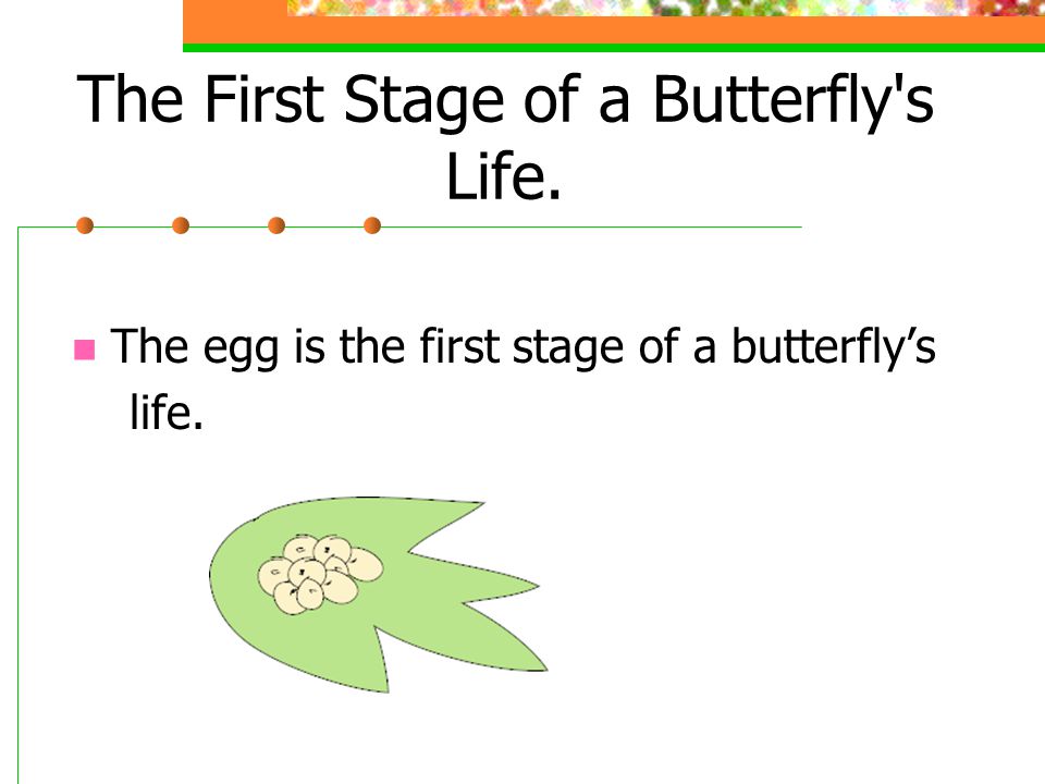 The First Stage of a Butterfly s Life. The egg is the first stage of a butterfly’s life.