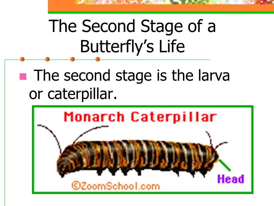 The Second Stage of a Butterfly’s Life The second stage is the larva or caterpillar.