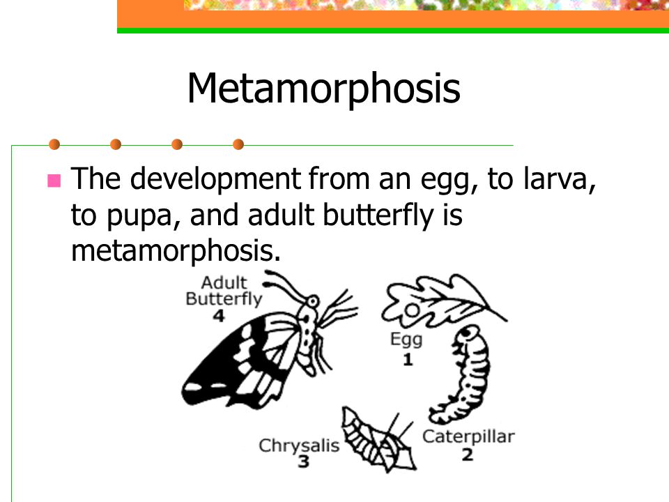 Metamorphosis The development from an egg, to larva, to pupa, and adult butterfly is metamorphosis.
