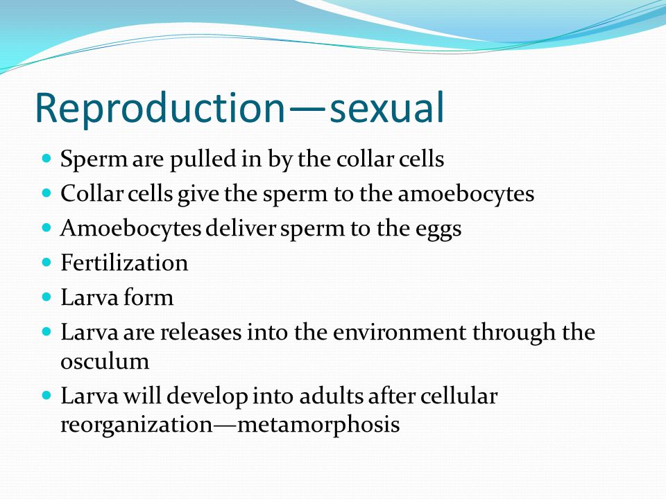 Reproduction—sexual Sperm are pulled in by the collar cells Collar cells give the sperm to the amoebocytes Amoebocytes deliver sperm to the eggs Fertilization Larva form Larva are releases into the environment through the osculum Larva will develop into adults after cellular reorganization—metamorphosis