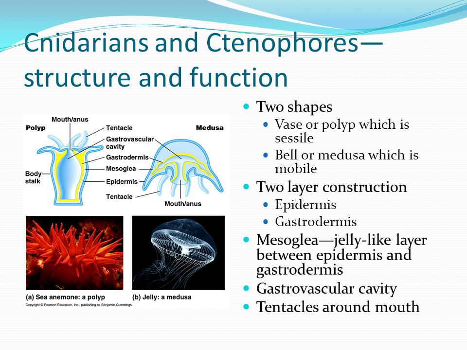 Cnidarians and Ctenophores— structure and function Two shapes Vase or polyp which is sessile Bell or medusa which is mobile Two layer construction Epidermis Gastrodermis Mesoglea—jelly-like layer between epidermis and gastrodermis Gastrovascular cavity Tentacles around mouth