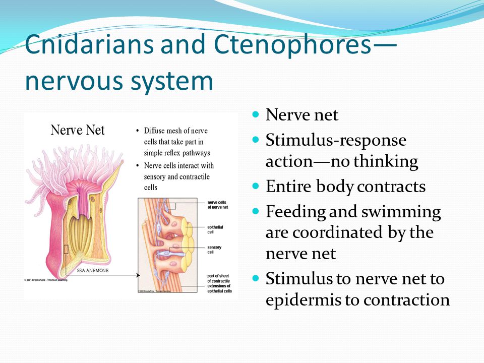 Cnidarians and Ctenophores— nervous system Nerve net Stimulus-response action—no thinking Entire body contracts Feeding and swimming are coordinated by the nerve net Stimulus to nerve net to epidermis to contraction