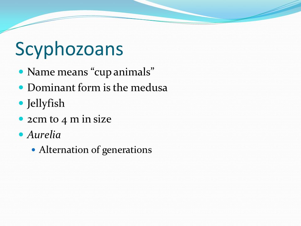 Scyphozoans Name means cup animals Dominant form is the medusa Jellyfish 2cm to 4 m in size Aurelia Alternation of generations