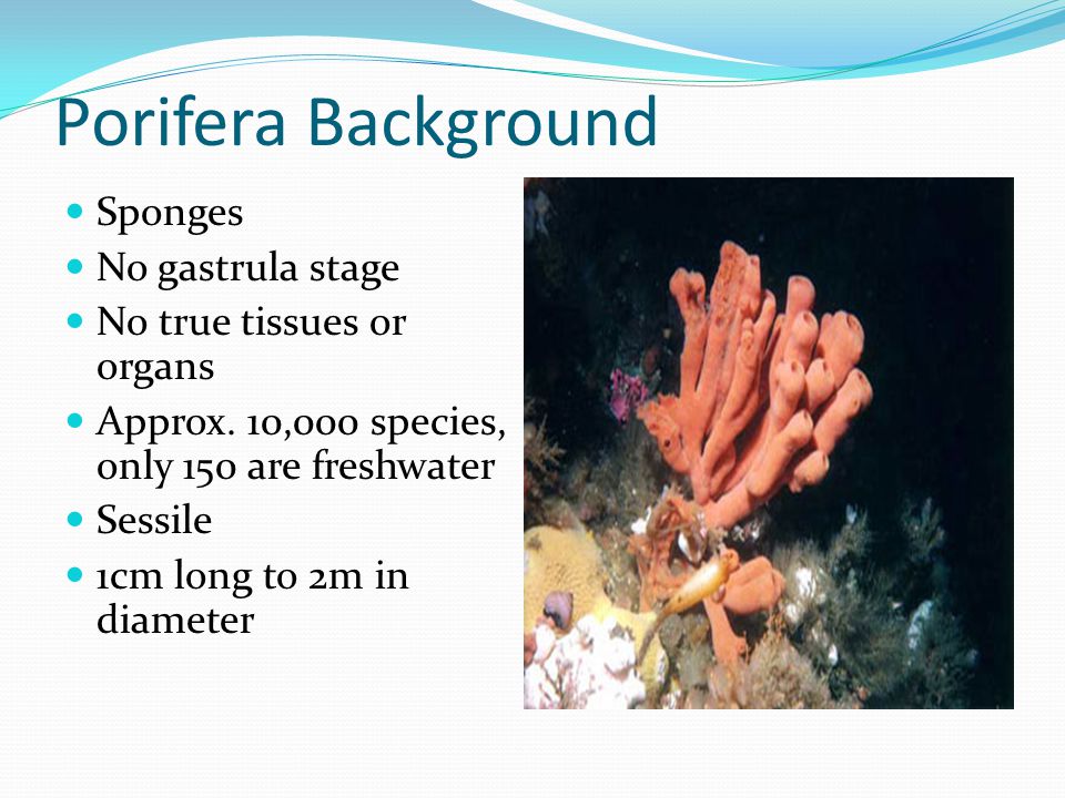 Porifera Background Sponges No gastrula stage No true tissues or organs Approx.