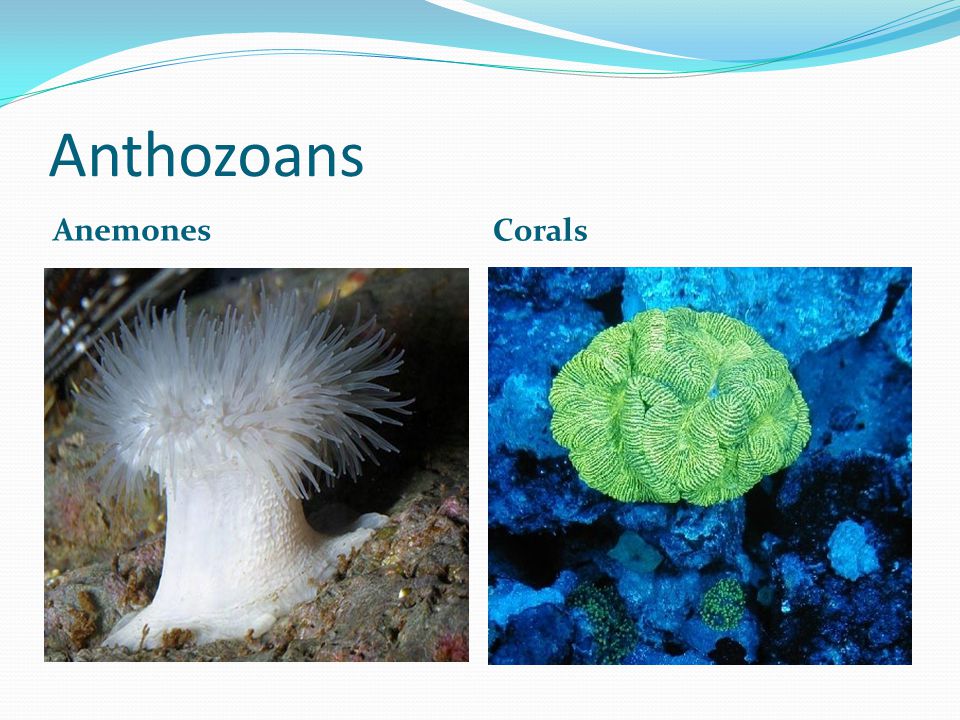 Anthozoans Anemones Corals