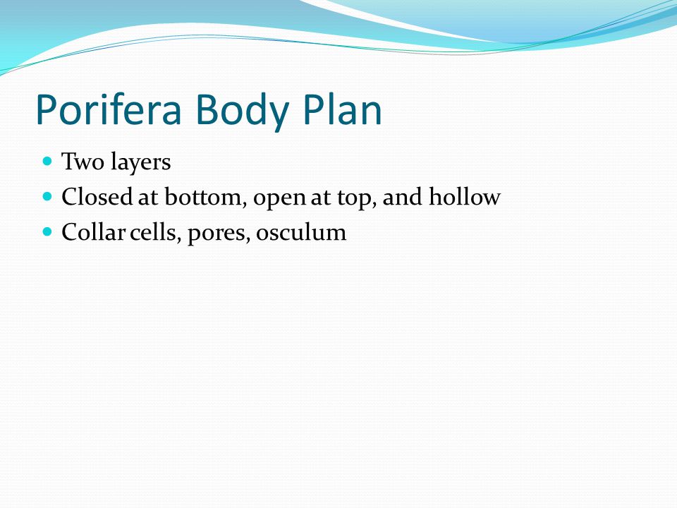 Porifera Body Plan Two layers Closed at bottom, open at top, and hollow Collar cells, pores, osculum