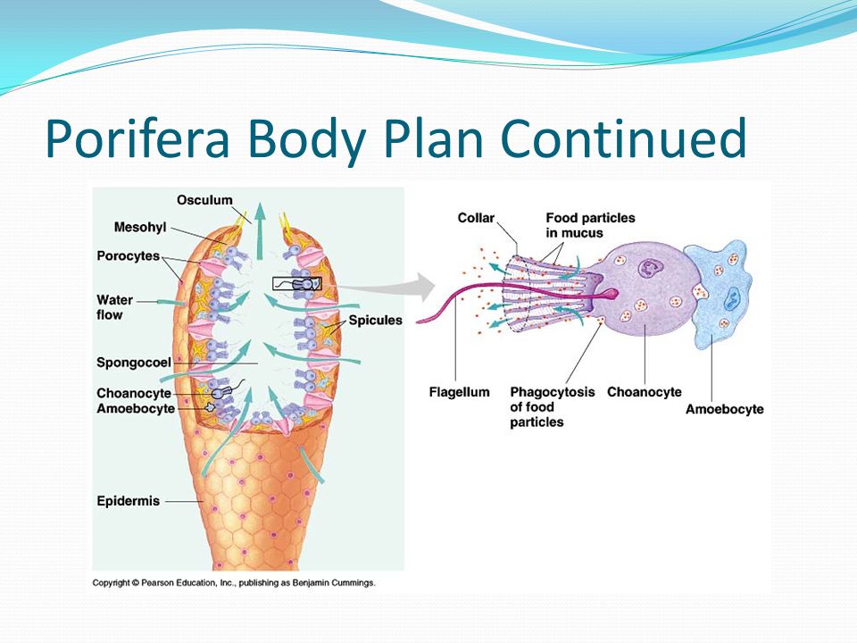 Porifera Body Plan Continued
