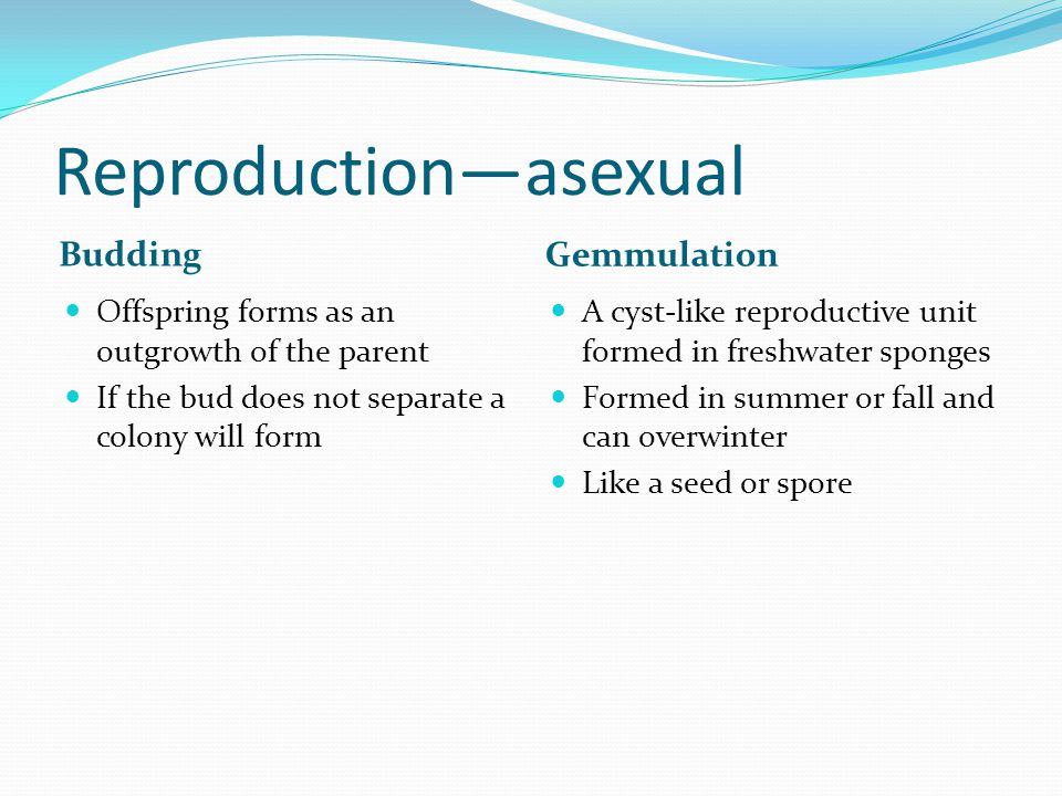 Reproduction—asexual Budding Gemmulation Offspring forms as an outgrowth of the parent If the bud does not separate a colony will form A cyst-like reproductive unit formed in freshwater sponges Formed in summer or fall and can overwinter Like a seed or spore
