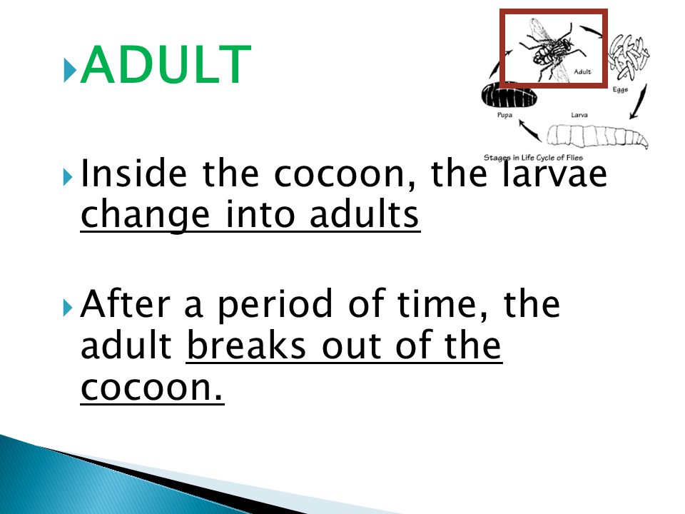  ADULT  Inside the cocoon, the larvae change into adults  After a period of time, the adult breaks out of the cocoon.