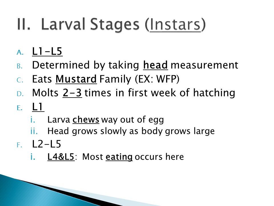 A. L1-L5 B. Determined by taking head measurement C.