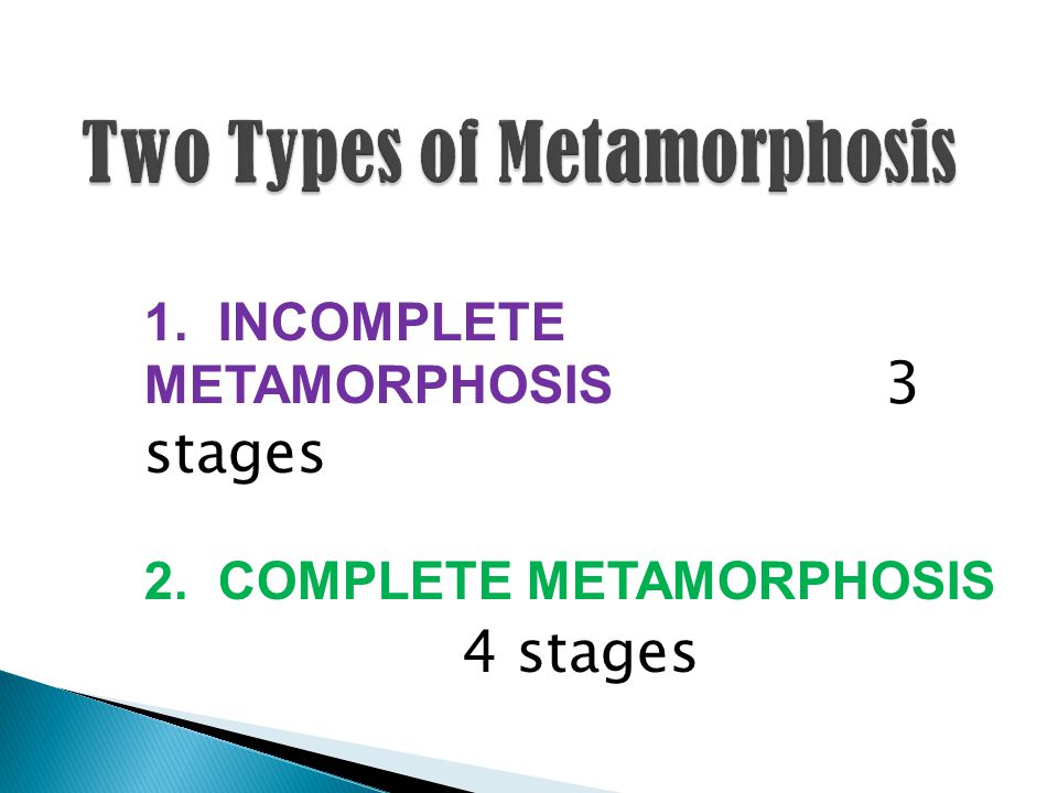 1. INCOMPLETE METAMORPHOSIS 3 stages 2. COMPLETE METAMORPHOSIS 4 stages