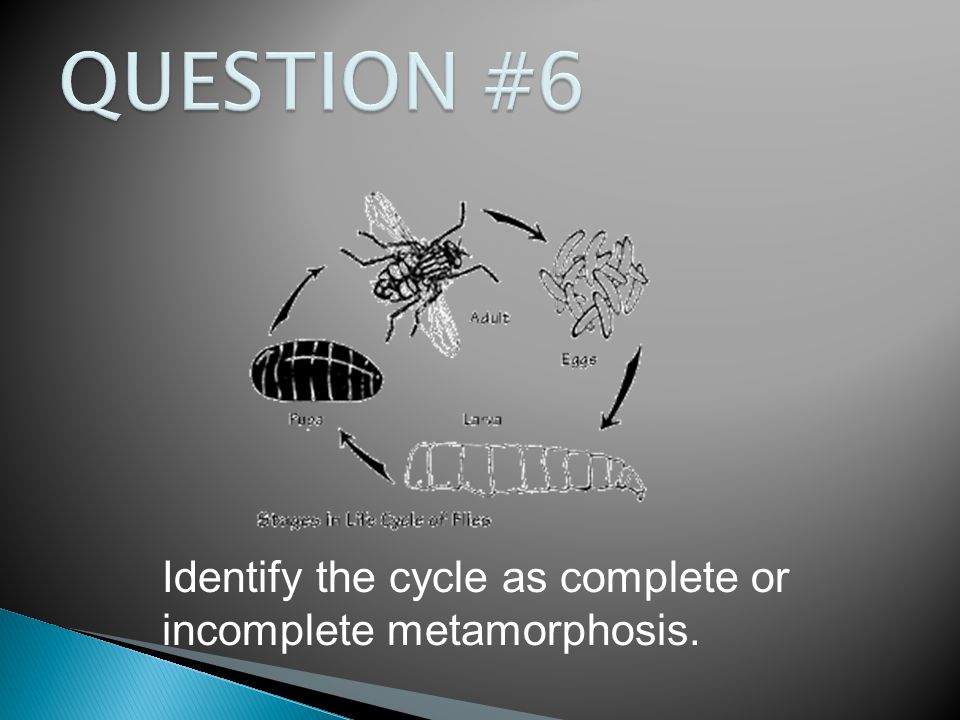 Identify the cycle as complete or incomplete metamorphosis.