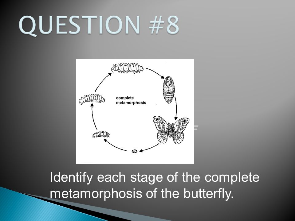 Identify each stage of the complete metamorphosis of the butterfly. A B C D E F