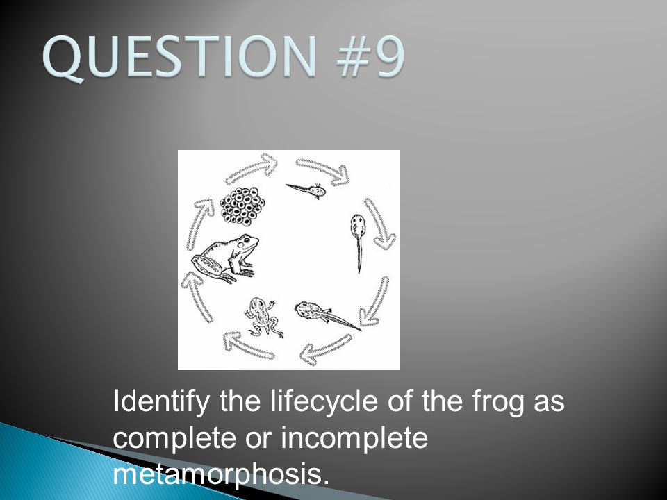 Identify the lifecycle of the frog as complete or incomplete metamorphosis.