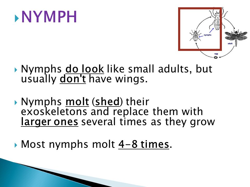  NYMPH  Nymphs do look like small adults, but usually don t have wings.