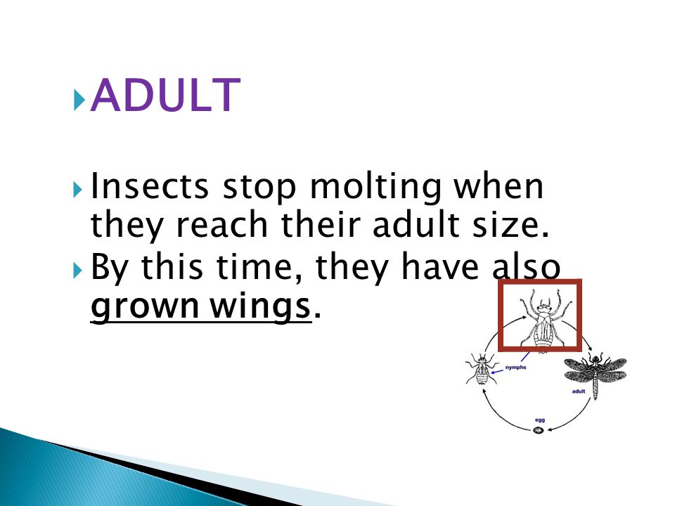  ADULT  Insects stop molting when they reach their adult size.