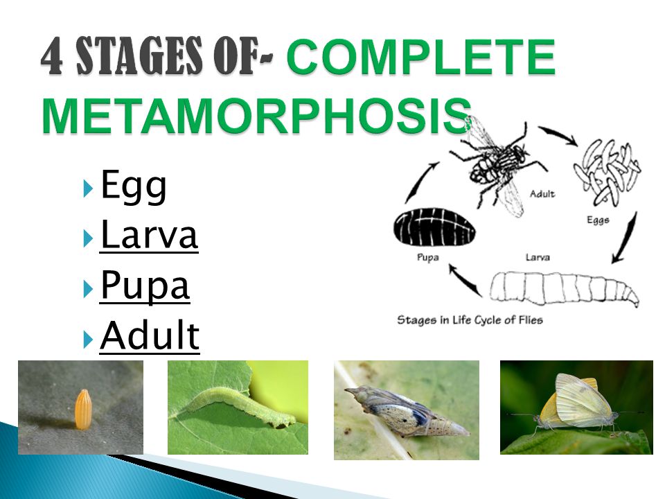  Egg  Larva  Pupa  Adult