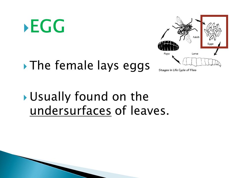  EGG  The female lays eggs  Usually found on the undersurfaces of leaves.