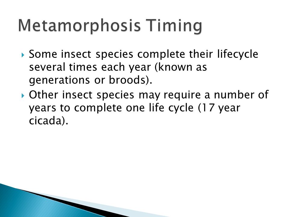  Some insect species complete their lifecycle several times each year (known as generations or broods).