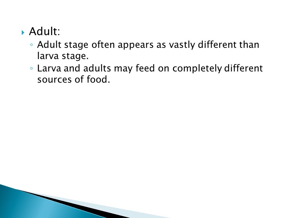  Adult: ◦ Adult stage often appears as vastly different than larva stage.