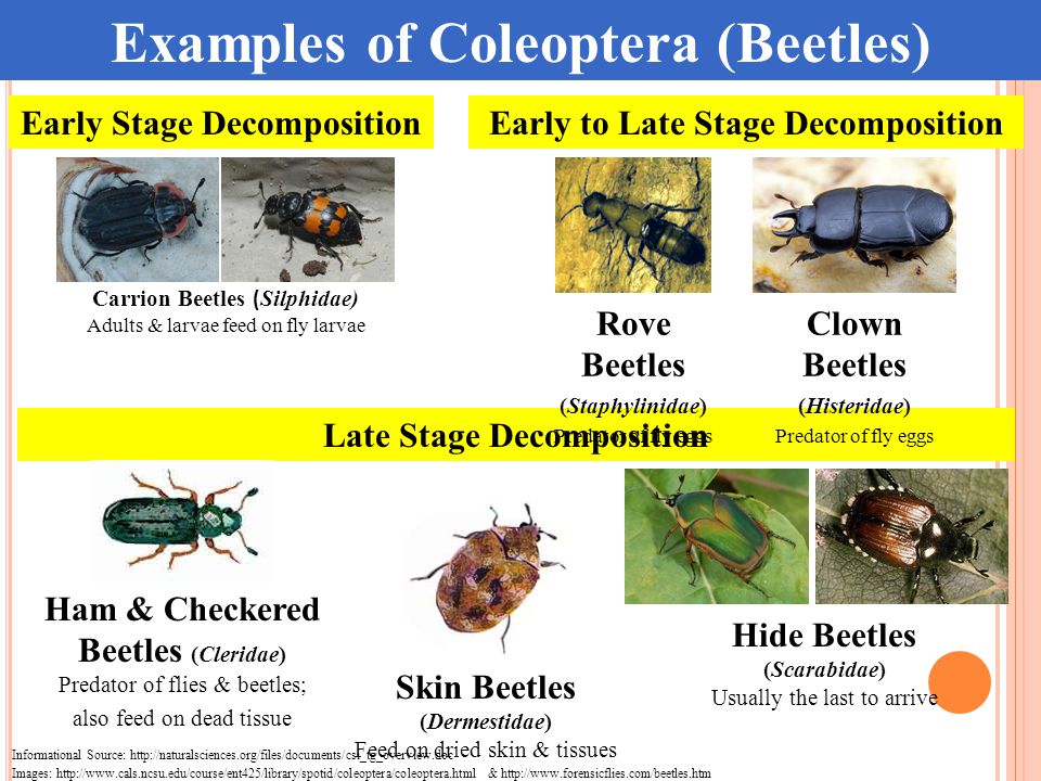 The body bugs. Silphidae группа. Rove Beetle как переводится.