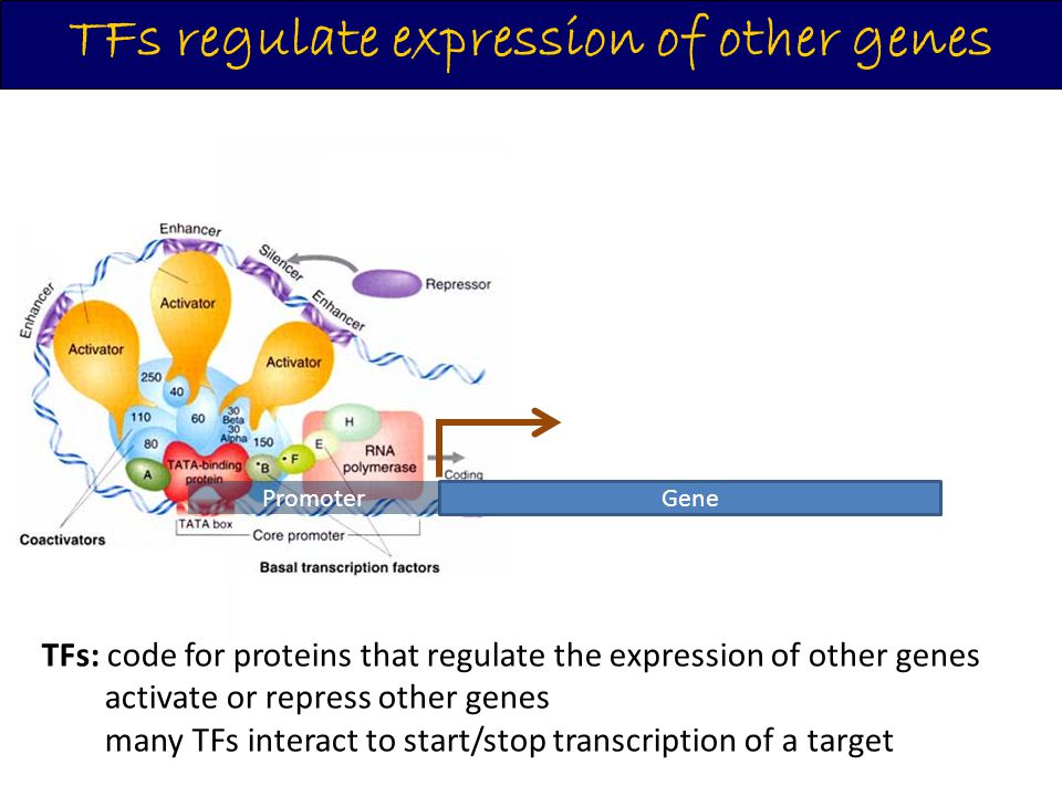 TFs regulate expression of other genes Gene Promoter TFs: code for proteins that regulate the expression of other genes activate or repress other genes many TFs interact to start/stop transcription of a target
