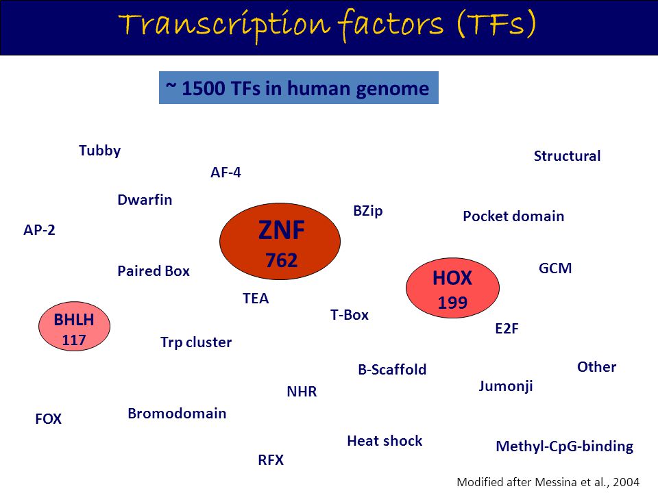 Transcription factors (TFs) Modified after Messina et al., 2004 ~ 1500 TFs in human genome RFX ZNF HOX BHLH Β-Scaffold BZip NHR Trp cluster FOX Bromodomain T-Box Jumonji E2F Dwarfin Paired Box Heat shock Tubby AF-4 Methyl-CpG-binding AP-2 TEA Pocket domain GCM Other Structural ZNF 762 HOX 199 BHLH 117