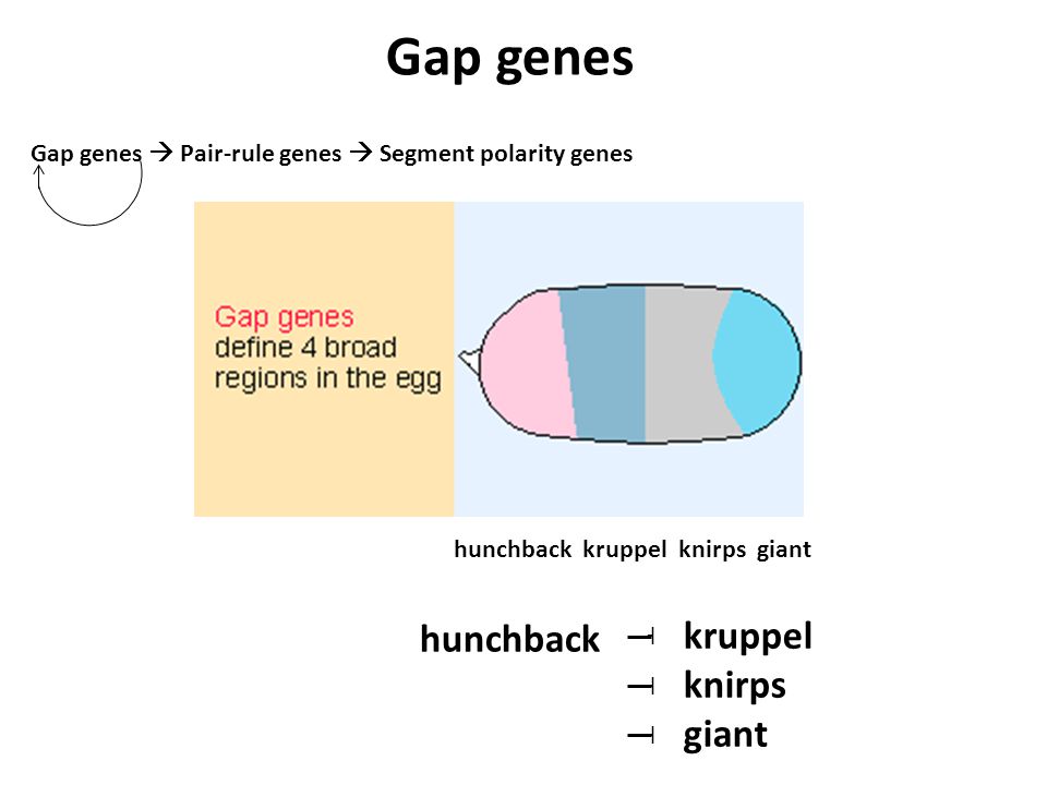 Gap genes  Pair-rule genes  Segment polarity genes hunchback kruppel knirps giant hunchback ˧ ˧ ˧ kruppel knirps giant Gap genes