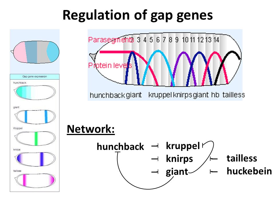 tailless huckebein Ⱶ Ⱶ Network: Regulation of gap genes hunchback ˧ ˧ ˧ kruppel knirps giant