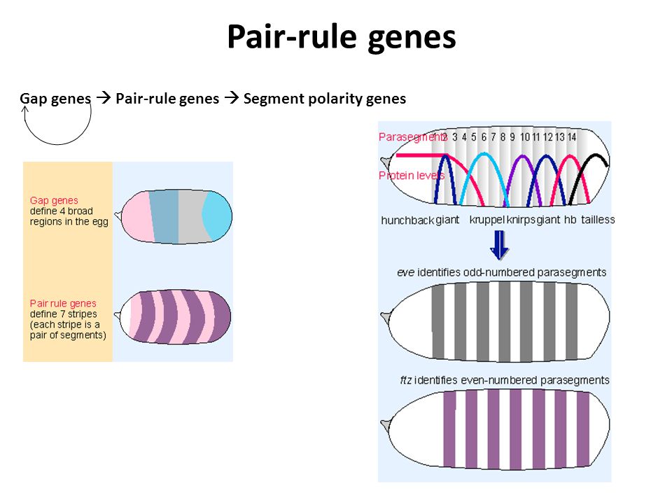 Pair-rule genes Gap genes  Pair-rule genes  Segment polarity genes