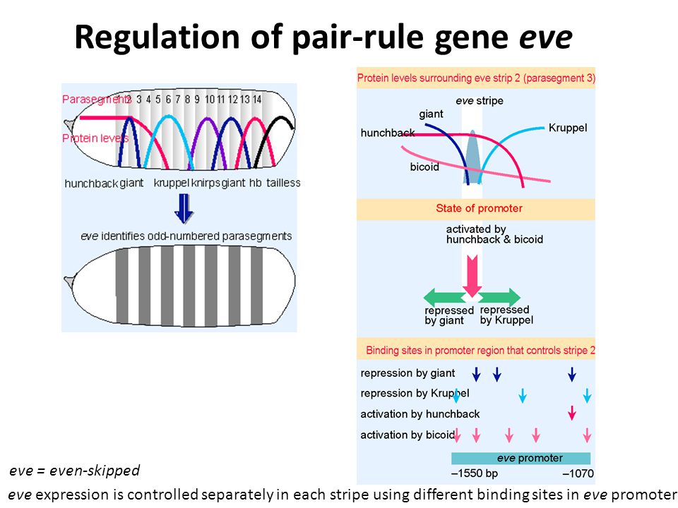 Regulation of pair-rule gene eve eve expression is controlled separately in each stripe using different binding sites in eve promoter eve = even-skipped