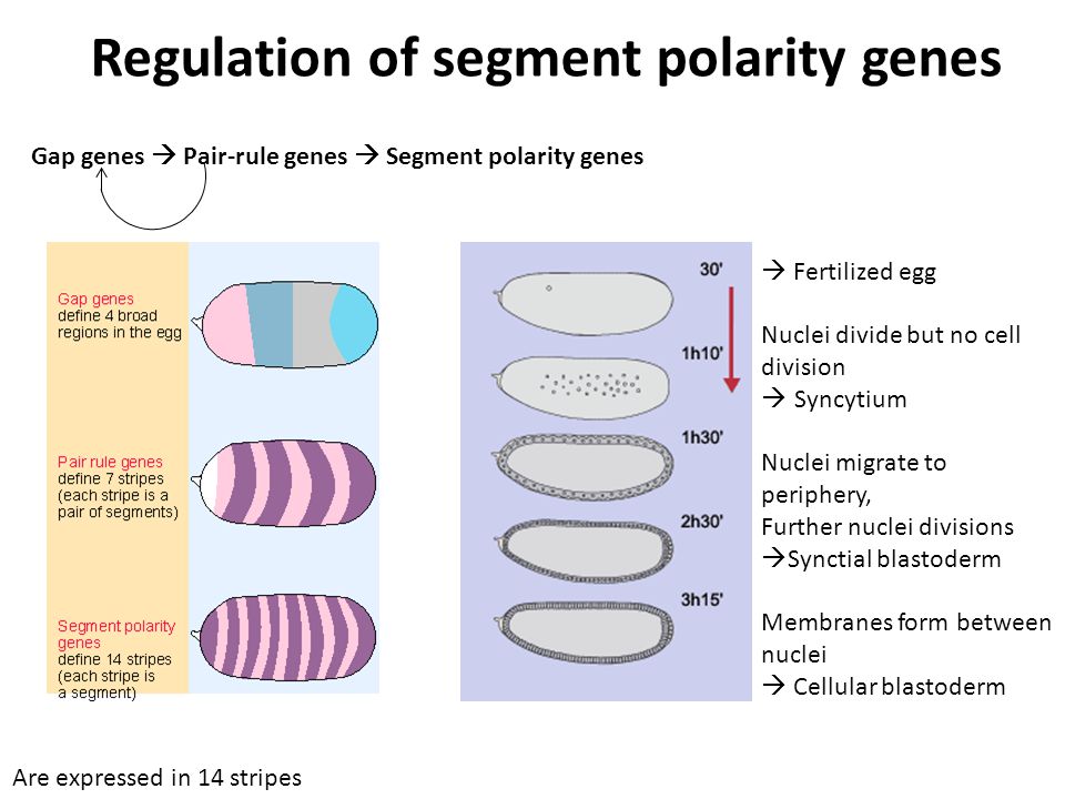  Fertilized egg Nuclei divide but no cell division  Syncytium Nuclei migrate to periphery, Further nuclei divisions  Synctial blastoderm Membranes form between nuclei  Cellular blastoderm Regulation of segment polarity genes Gap genes  Pair-rule genes  Segment polarity genes Are expressed in 14 stripes