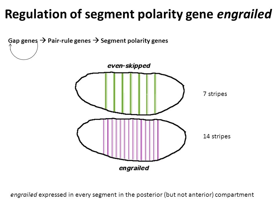Regulation of segment polarity gene engrailed Gap genes  Pair-rule genes  Segment polarity genes engrailed expressed in every segment in the posterior (but not anterior) compartment 7 stripes 14 stripes