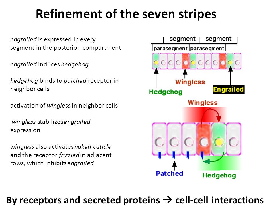 engrailed is expressed in every segment in the posterior compartment engrailed induces hedgehog hedgehog binds to patched receptor in neighbor cells activation of wingless in neighbor cells wingless stabilizes engrailed expression wingless also activates naked cuticle and the receptor frizzled in adjacent rows, which inhibits engrailed Refinement of the seven stripes By receptors and secreted proteins  cell-cell interactions