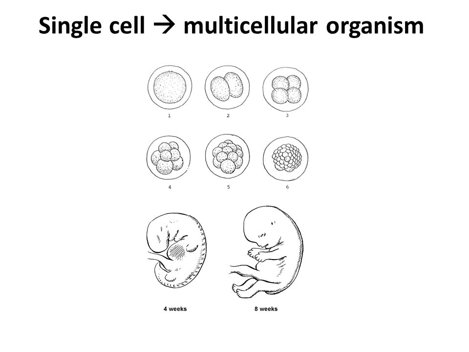 Single cell  multicellular organism
