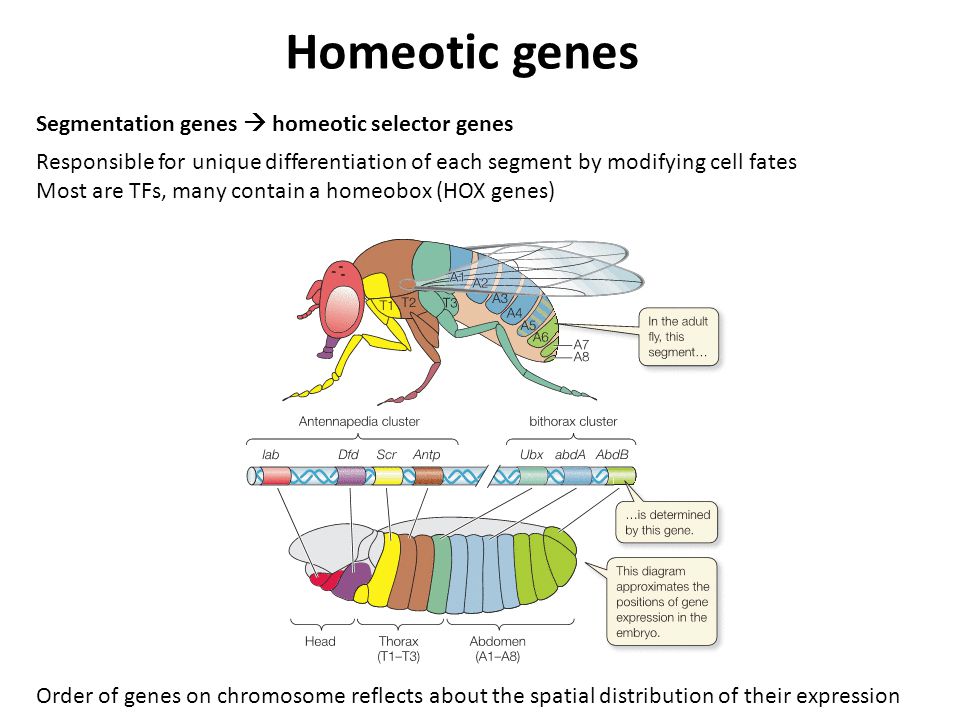 Responsible for unique differentiation of each segment by modifying cell fates Most are TFs, many contain a homeobox (HOX genes) Homeotic genes Segmentation genes  homeotic selector genes Order of genes on chromosome reflects about the spatial distribution of their expression
