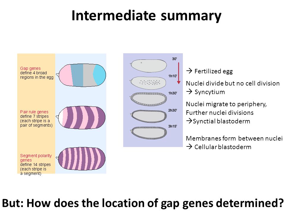  Fertilized egg Nuclei divide but no cell division  Syncytium Nuclei migrate to periphery, Further nuclei divisions  Synctial blastoderm Membranes form between nuclei  Cellular blastoderm Intermediate summary But: How does the location of gap genes determined