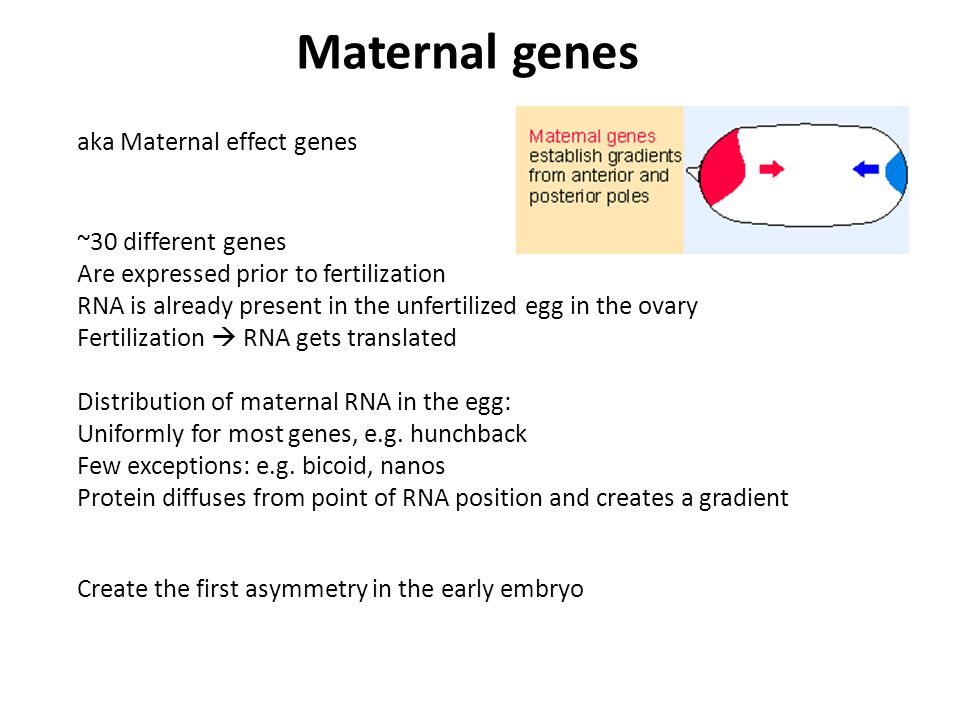 aka Maternal effect genes ~30 different genes Are expressed prior to fertilization RNA is already present in the unfertilized egg in the ovary Fertilization  RNA gets translated Distribution of maternal RNA in the egg: Uniformly for most genes, e.g.