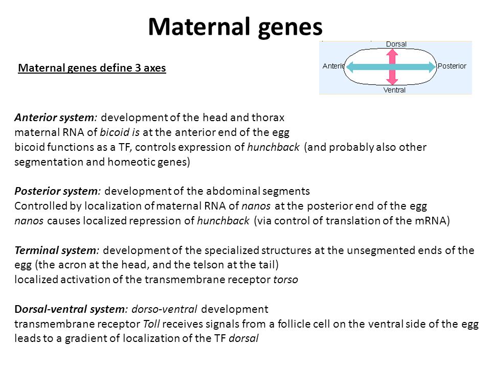 Maternal genes define 3 axes Anterior system: development of the head and thorax maternal RNA of bicoid is at the anterior end of the egg bicoid functions as a TF, controls expression of hunchback (and probably also other segmentation and homeotic genes) Posterior system: development of the abdominal segments Controlled by localization of maternal RNA of nanos at the posterior end of the egg nanos causes localized repression of hunchback (via control of translation of the mRNA) Terminal system: development of the specialized structures at the unsegmented ends of the egg (the acron at the head, and the telson at the tail) localized activation of the transmembrane receptor torso Dorsal-ventral system: dorso-ventral development transmembrane receptor Toll receives signals from a follicle cell on the ventral side of the egg leads to a gradient of localization of the TF dorsal Maternal genes