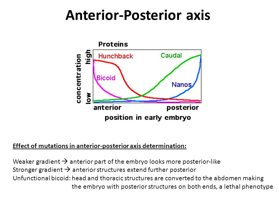 Effect of mutations in anterior-posterior axis determination: Weaker gradient  anterior part of the embryo looks more posterior-like Stronger gradient  anterior structures extend further posterior Unfunctional bicoid: head and thoracic structures are converted to the abdomen making the embryo with posterior structures on both ends, a lethal phenotype Anterior-Posterior axis