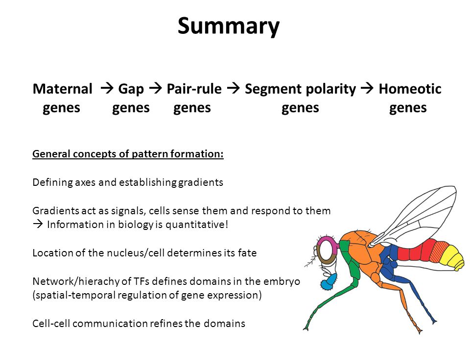 Summary Maternal  Gap  Pair-rule  Segment polarity  Homeotic genes genesgenes genes genes General concepts of pattern formation: Defining axes and establishing gradients Gradients act as signals, cells sense them and respond to them  Information in biology is quantitative.