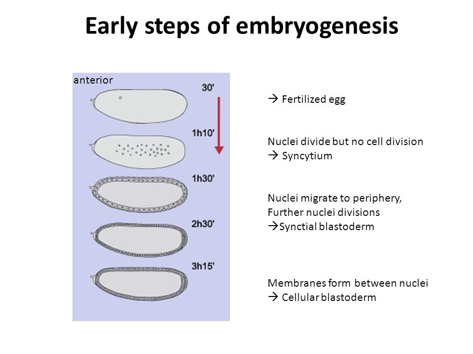  Fertilized egg Nuclei divide but no cell division  Syncytium Nuclei migrate to periphery, Further nuclei divisions  Synctial blastoderm Membranes form between nuclei  Cellular blastoderm Early steps of embryogenesis anterior